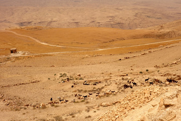 Fototapeta na wymiar Stado kóz w Jordanii