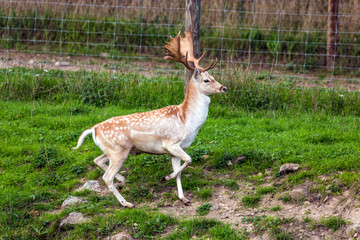 Gorgeous deer