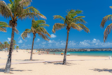 Tenerife, palm trees on the beach