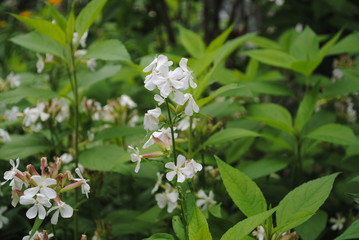 flowers in garden
