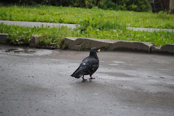 Obraz premium pigeon on the ground