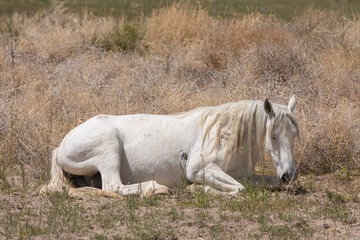 Naklejka na ściany i meble Magnificent Wild Horse in the Utah Desert