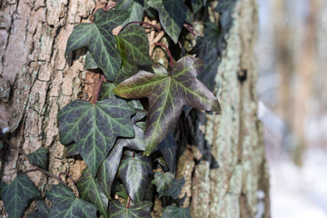 Snow in the park is a bright sunny happy winter day. Ivy on the bark of a tree.