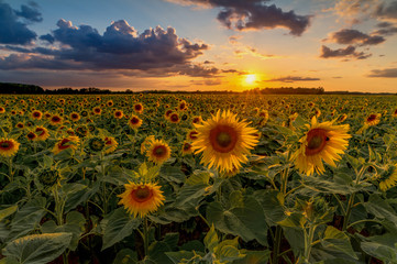 The sunflower Helianthus annuus is a species of the genus of sunflowers Helianthus in the daisy...