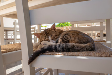 Katze schläft auf Stuhl in griechischer Taverne