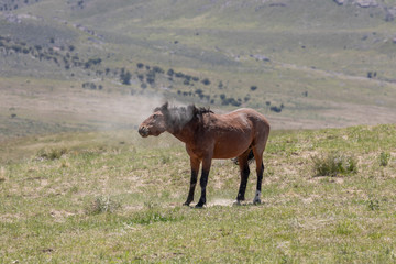 Magnificent Wild Horse in the Utah Desert