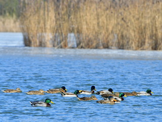 ducks in Tovacov lake in winter,Czech republic 