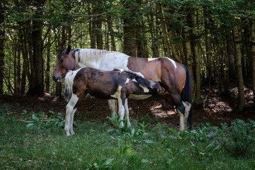 Foal sucks milk from the mother's breast.