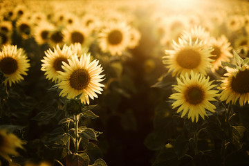 Close-up of sunflower growing outdoors during sunny day