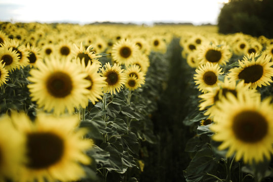 Close-up of sunflower growing outdoors during sunny day
