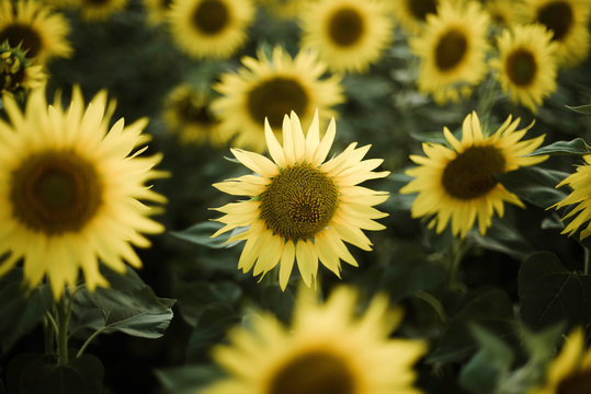 Close-up of sunflower growing outdoors during sunny day