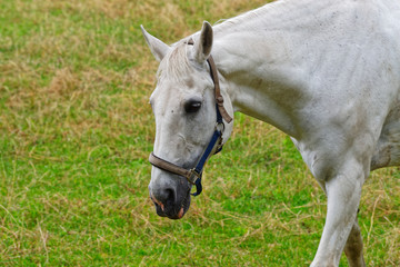 Naklejka na ściany i meble Close up of a horse head with white fur