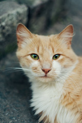 beige cat lies on the pavement and looks into the frame, close-up face has green eyes