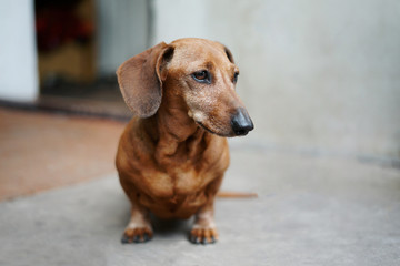 red dog breed dachshund sits on the porch and looks away