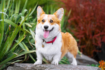 .Happy and active purebred Welsh Corgi dog outdoors in the park on a sunny summer day..