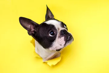 Ingelijste posters Hondenras Boston Terrier duwt zijn gezicht in een geel papieren gat. © leksann