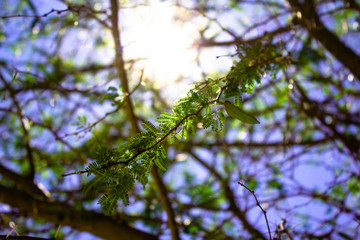 nature light