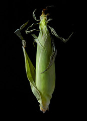 Ear of Corn on Black