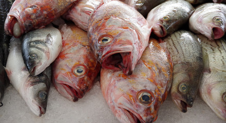 Close up full frame view of fresh caught fish displayed for sale at a fish market