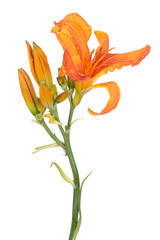 Daylily (Hemerocallis) bright orange flower close-up isolated on white background