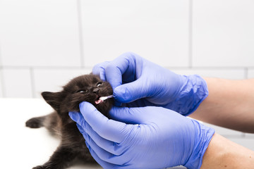 A veterinarian checks a cat's mouth and teeth at a vet clinic isolated on white background.