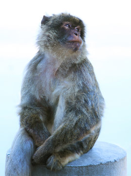 Monkey in Gibraltar