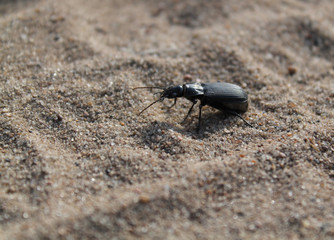 insectfauna, small, close, beetle, macro, nature, black, animal, fly, close-up, ant, sand, antenna, wildlife, closeup, green, detail, pest, wing