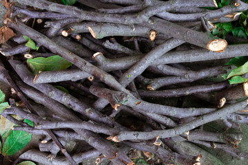 Wood background with scattered leaves.