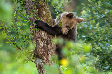 Obraz premium Young brown bear climbing on the apple tree. Carpathian mountains. Poland