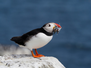 Puffin,Fratercula arctica