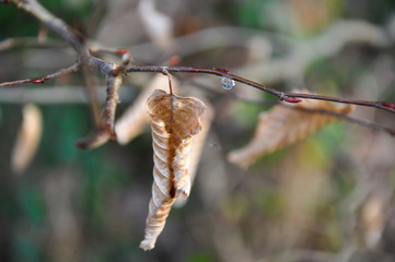 Détail feuille morte et goutte de pluie, automne