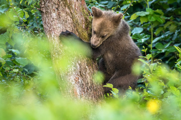 Young brown bear climbing on the apple tree. Carpathian mountains. Poland