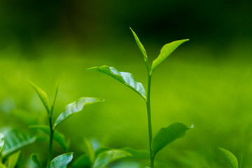 Tea leaves in Fresh Garden.