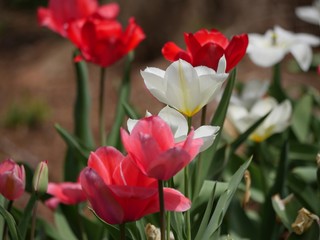 Side view close up of colorful tulip flowers