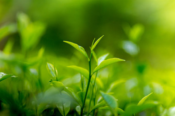 Tea leaves in Fresh Garden.