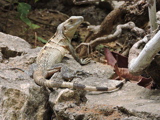 brauner Leguan auf Mauer