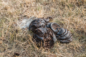 Cattle manure on dry grass of autumn meadow closeup