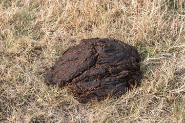 Cattle manure on dry grass of autumn meadow closeup