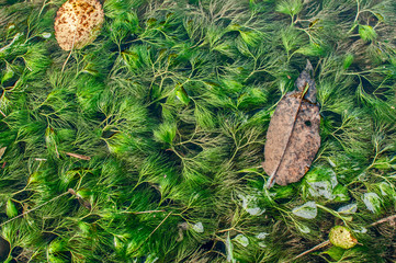 Submerged freshwater algae plant blooming in small river closeup as natural background