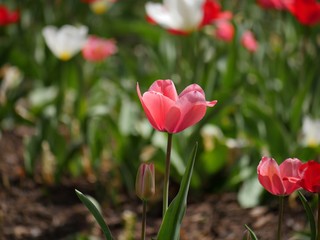  Wide shot of a red tulip in bloom, soft background