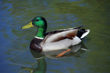 A Male Mallard Duck Swimming