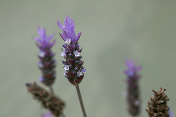 lavender