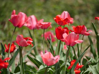 Obraz premium Red and light pink tulips in bloom, side view shot 