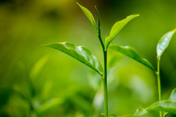 Fototapeta na wymiar Tea leaves in Fresh Garden.