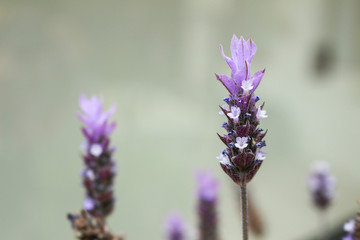 Obraz premium lavender flowers on a blue background