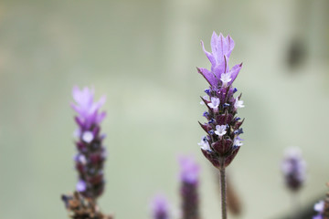 Fototapeta premium lavender flowers on a blue background