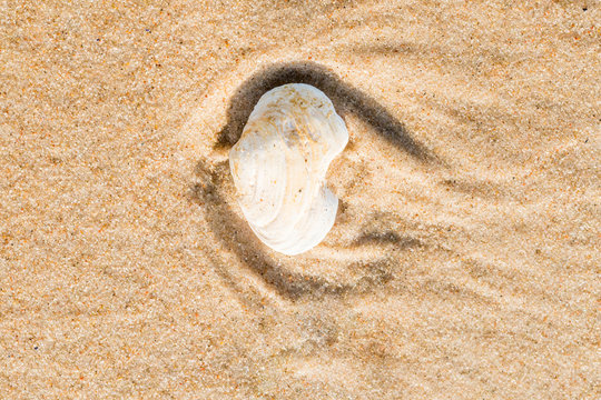 Abstract image of the auricle. Shell in the sand in the shape of the ear