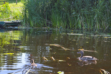 Old wooden shabby dilapidated broken boat for swimming on the banks of the river, lake, sea in the grass and reeds in nature and wild ducks and birds sailing past