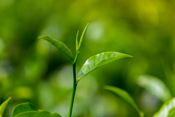 Tea leaves in Fresh Garden.