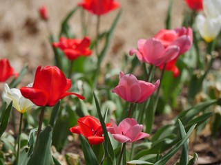 Light pink and red tulips in full bloom, soft background